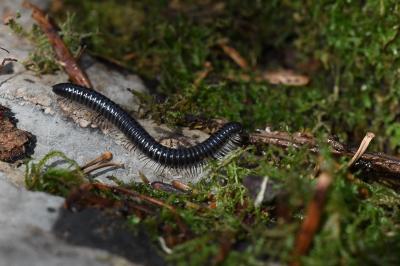 <i>Tachypodoiulus niger</i>