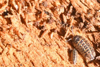 Armadillidium pictum
