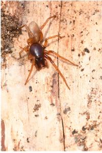 <i>Dysdera</i>