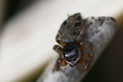 <i>Salticus</i>