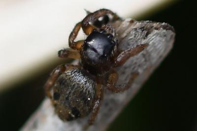 <i>Salticus</i>