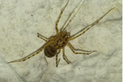 Araignée cracheuse