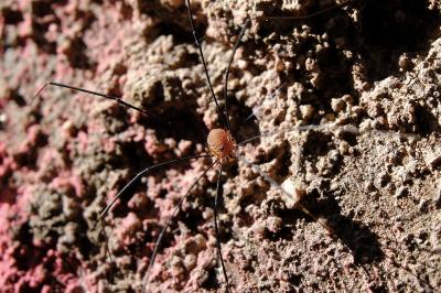 <i>Leiobunum rotundum</i>