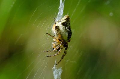 <i>Cyclosa conica</i>