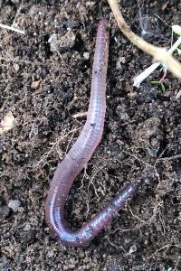 <i>Lumbricus terrestris</i>
