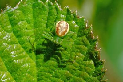 <i>Diaea dorsata</i>
