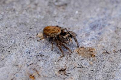 <i>Evarcha falcata</i>