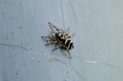 <i>Salticus scenicus</i>