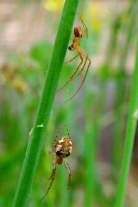 <i>Metellina mengei</i>