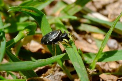 <i>Heliophanus cupreus</i>