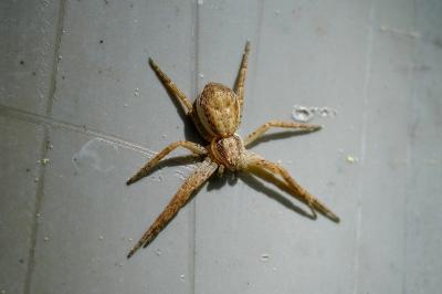 <i>Philodromus dispar</i>