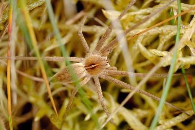 <i>Pisaura mirabilis</i>