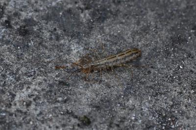 Scutigère véloce