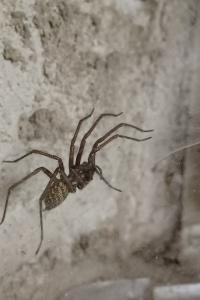 Tégénaire domestique
