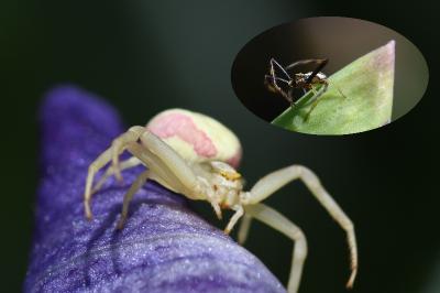 <i>Misumena vatia</i>