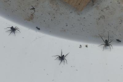 <i>Amaurobius</i>