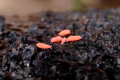 <i>Bilobella ligurica</i>