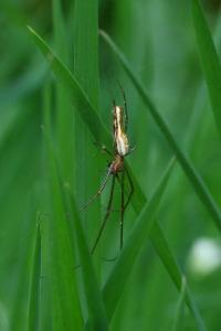 <i>Tetragnatha</i>