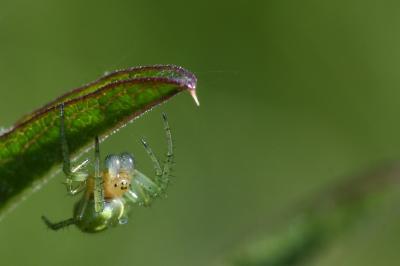 <i>Araniella</i>