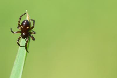<i>Asagena phalerata</i>