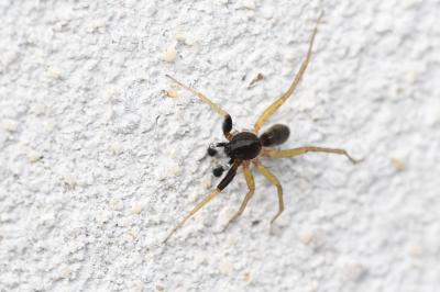 <i>Aulonia albimana</i>