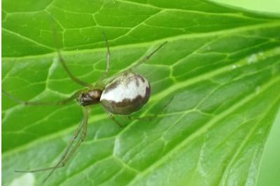<i>Neriene peltata</i>