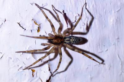 <i>Liocranum rupicola</i>