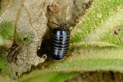 <i>Glomeris marginata</i>