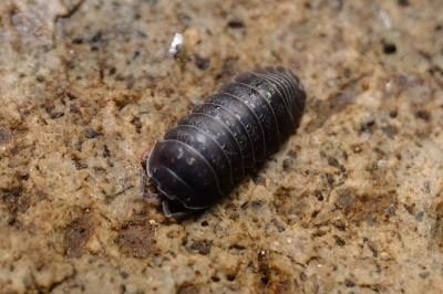 <i>Armadillidium vulgare</i>