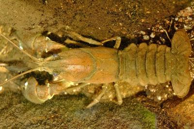 <i>Pacifastacus leniusculus</i>