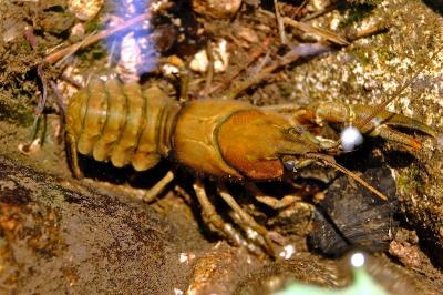 <i>Pacifastacus leniusculus</i>