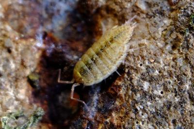 <i>Philoscia affinis</i>