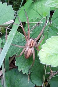 <i>Pisaura mirabilis</i>