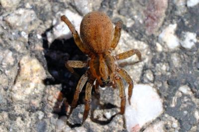 <i>Trochosa</i>