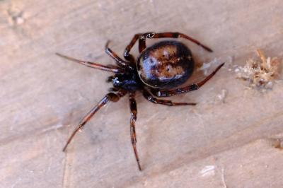 <i>Steatoda bipunctata</i>