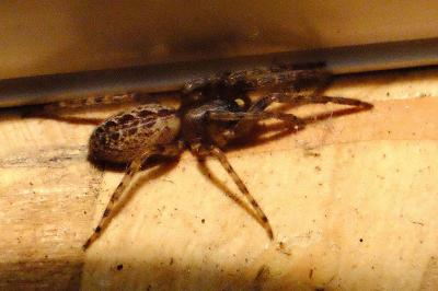 <i>Segestria bavarica</i>