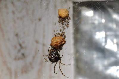 <i>Parasteatoda tepidariorum</i>