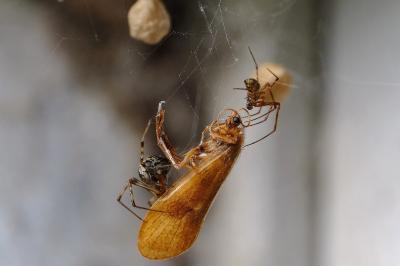 <i>Parasteatoda tepidariorum</i>