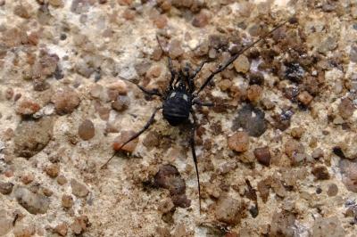 <i>Nemastoma</i>