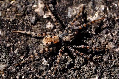 <i>Arctosa perita</i>