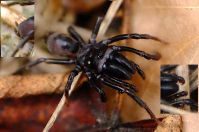 <i>Atypus affinis</i>