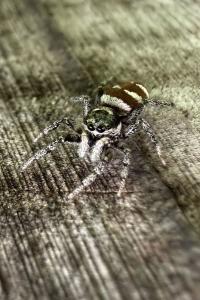 <i>Salticus scenicus</i>