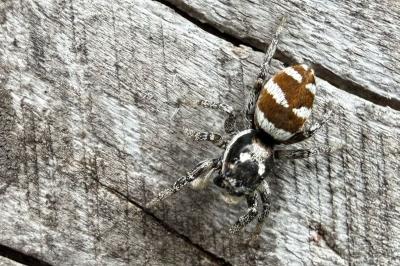 <i>Salticus scenicus</i>