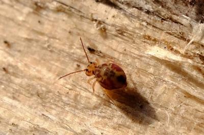 <i>Dicyrtomina ornata</i>
