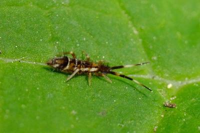 <i>Orchesella</i>