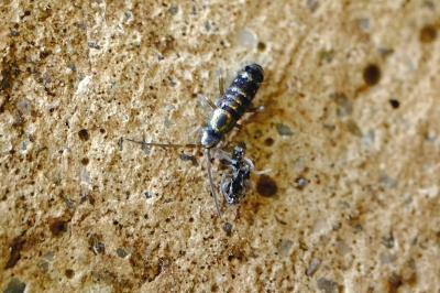 <i>Tomocerus vulgaris</i>