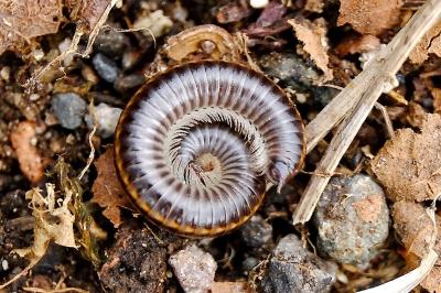 <i>Ommatoiulus sabulosus</i>