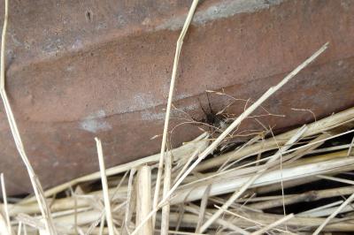 <i>Pardosa</i>