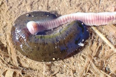<i>Haemopis sanguisuga</i>
