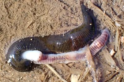 <i>Haemopis sanguisuga</i>